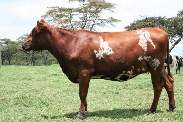 Ayrshires Gogar Farm